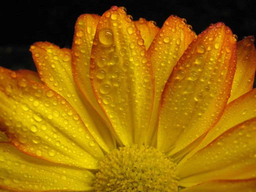 Yellow Chrysanthemum Petals Dewdrops warm Bright