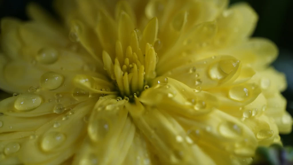 Yellow Chrysanthemum Petals Dewdrops Vibrant Bright