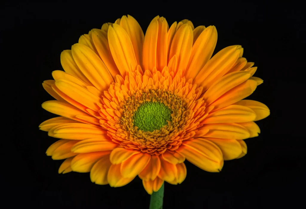 Yellow Chrysanthemum Petals Green Center Bright