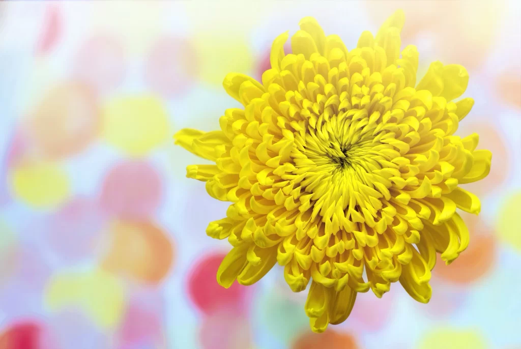 Yellow Chrysanthemum Petals Bright Colorful Background