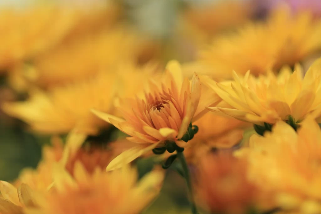 Yellow Chrysanthemum Petals Soft Focus Vibrant