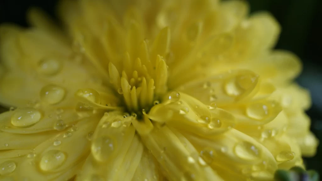 Yellow Chrysanthemum Petals Dewdrops warm Bright