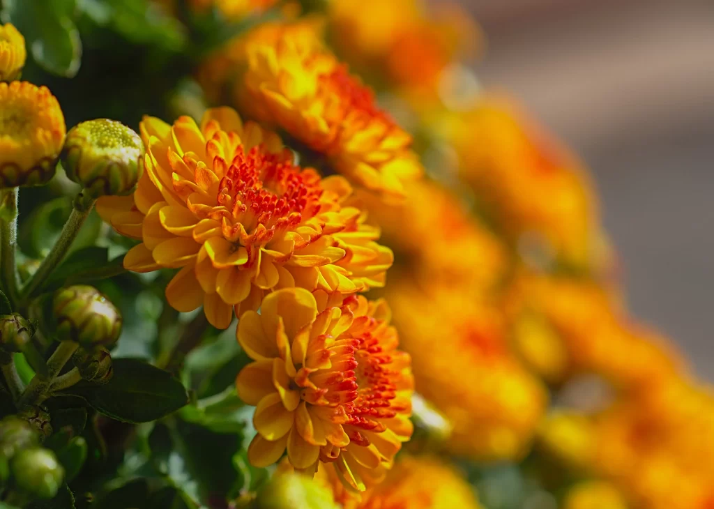 Yellow Chrysanthemum Petals Bright warm Blooms