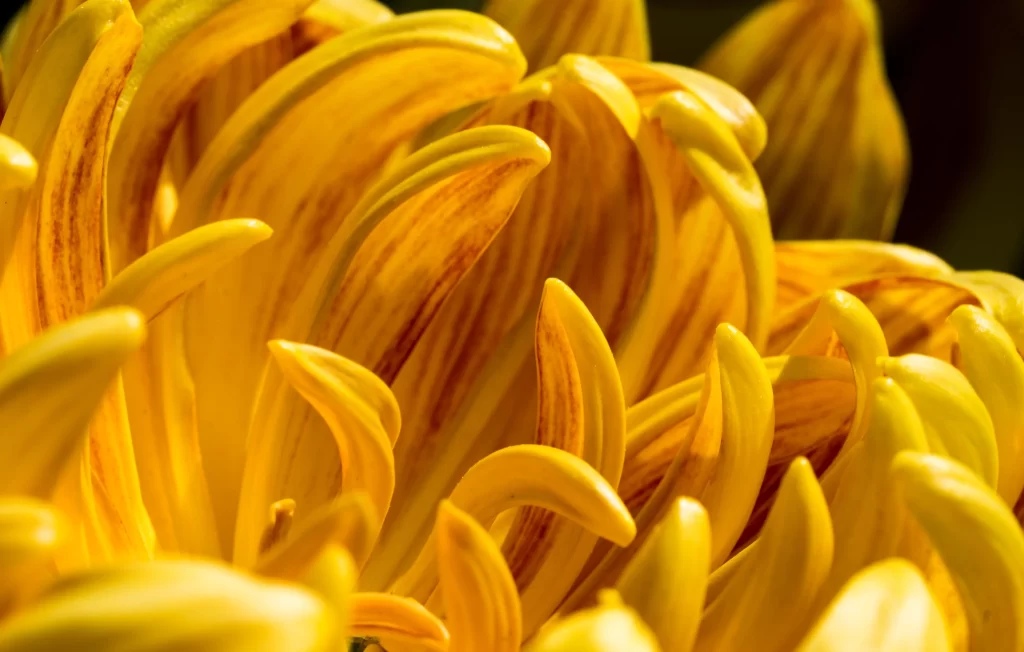 Yellow Chrysanthemum Petals Curved warm Sunlit