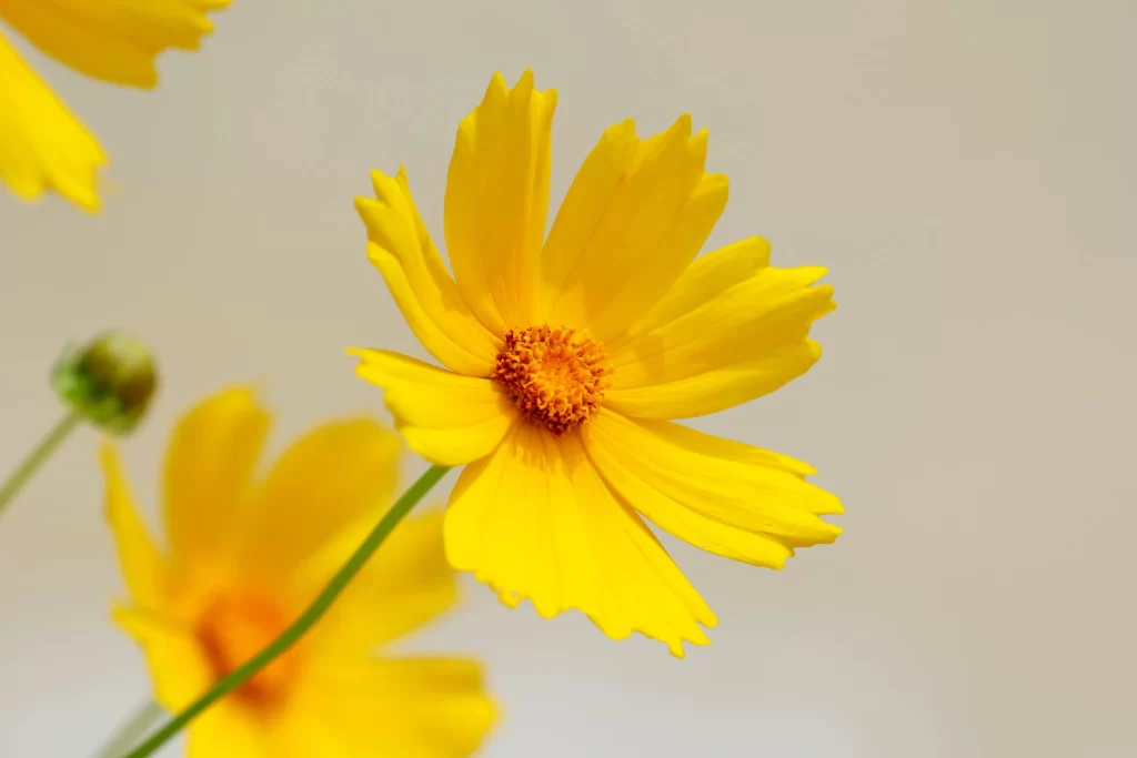 Yellow Chrysanthemum Petals Bright warm Center