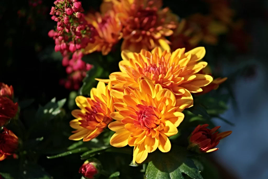 Yellow Chrysanthemum Petals Red Center Sunlight