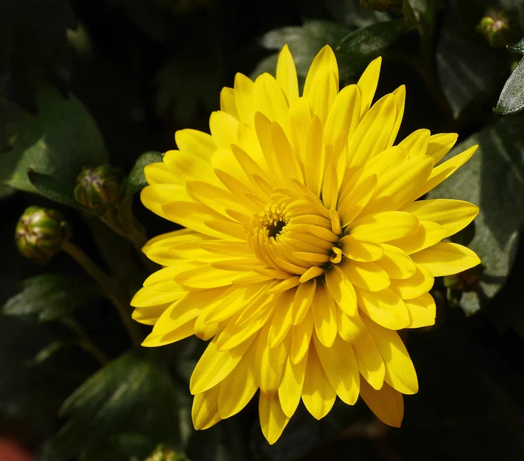 Yellow Chrysanthemum Petals Bright Center Dark warm Background