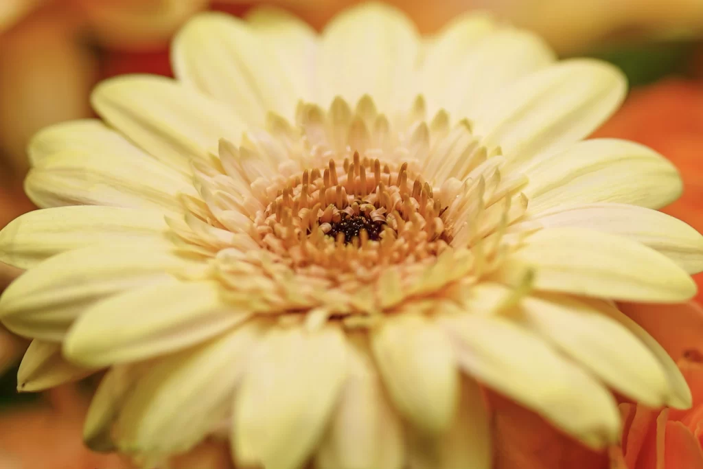 Yellow Chrysanthemum Petals Center warm Details