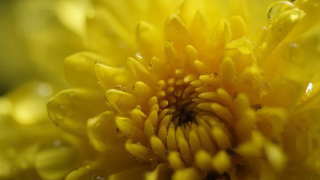 Yellow Chrysanthemum Petals Dewdrops warm Bright