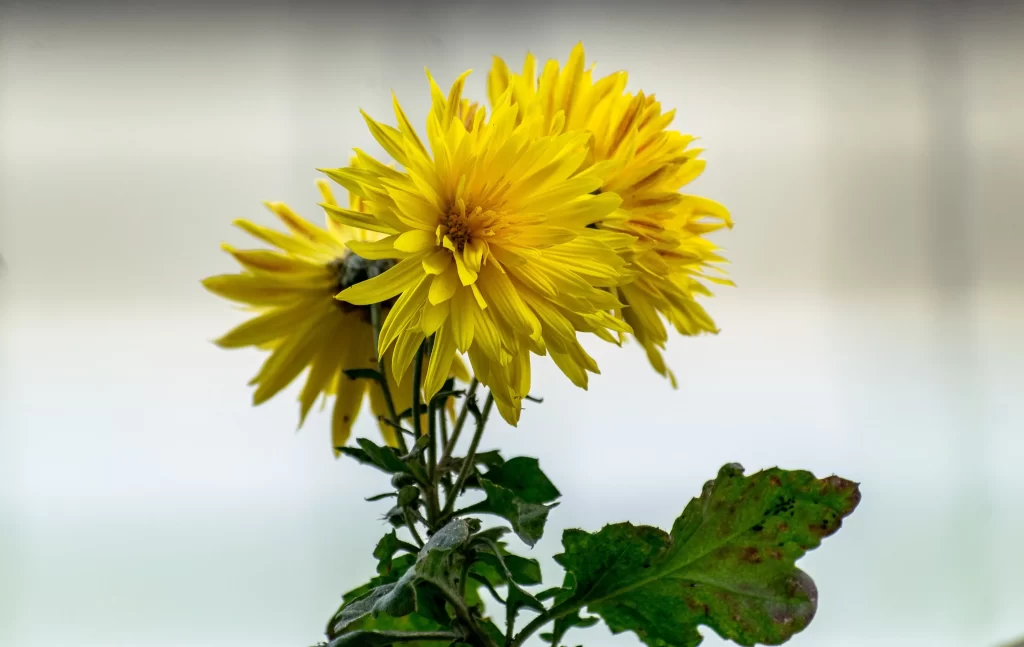 Yellow Chrysanthemum Petals Green warm Leaves