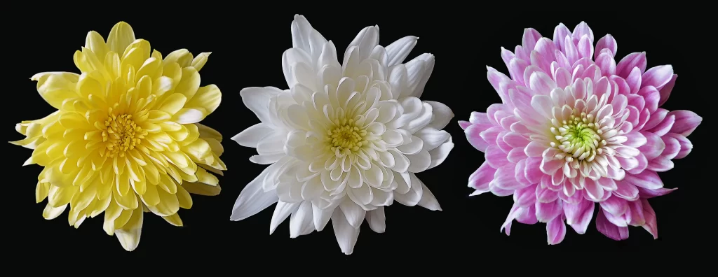 Yellow Chrysanthemum Petals Bright White Chrysanthemum Layered Pink Chrysanthemum Gradient