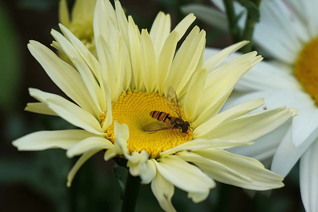 Yellow Chrysanthemum Petals Center Insect