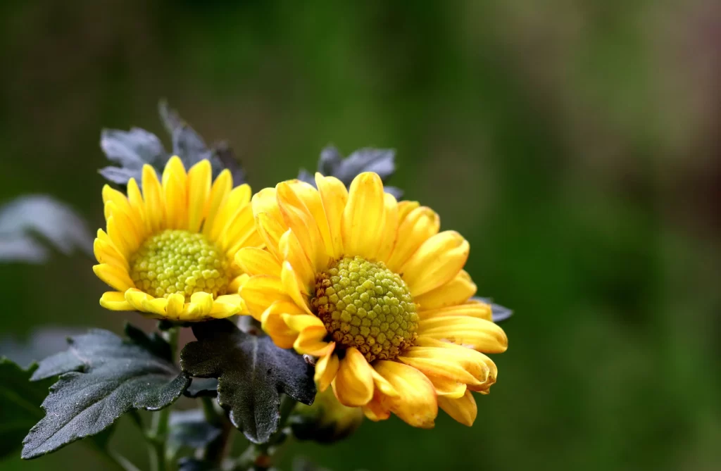Yellow Chrysanthemum Petals Green warm Leaves