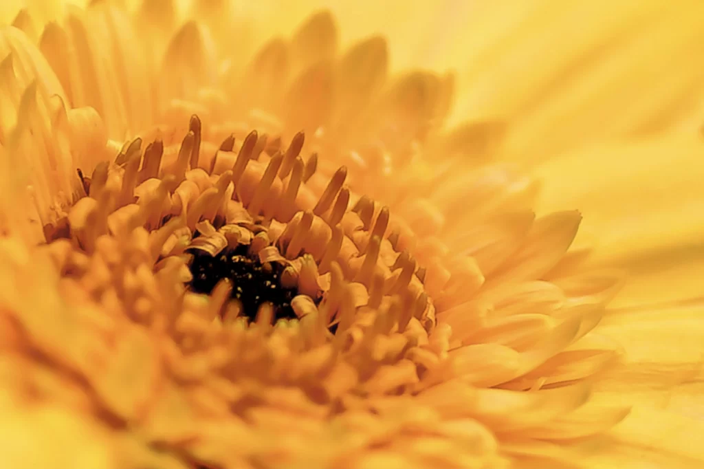 Yellow Chrysanthemum Petals Center Details