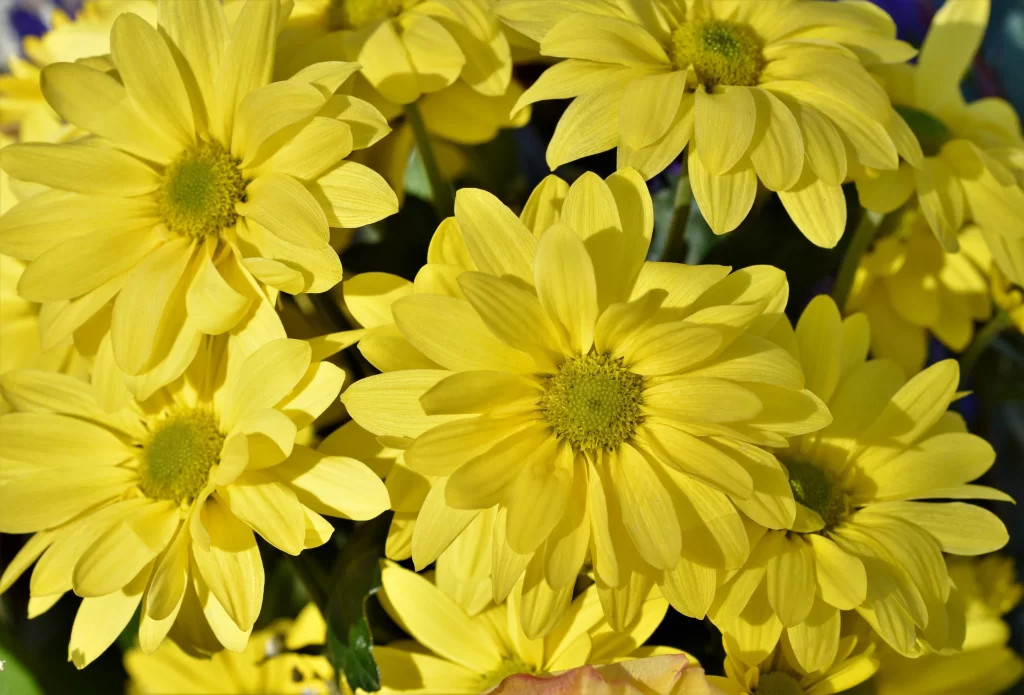 Yellow Chrysanthemum Petals Bright Sunlit
