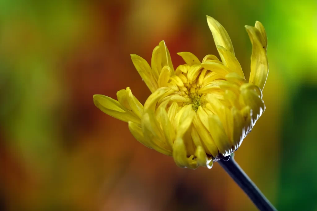 Yellow Chrysanthemum Petals Curved Stem