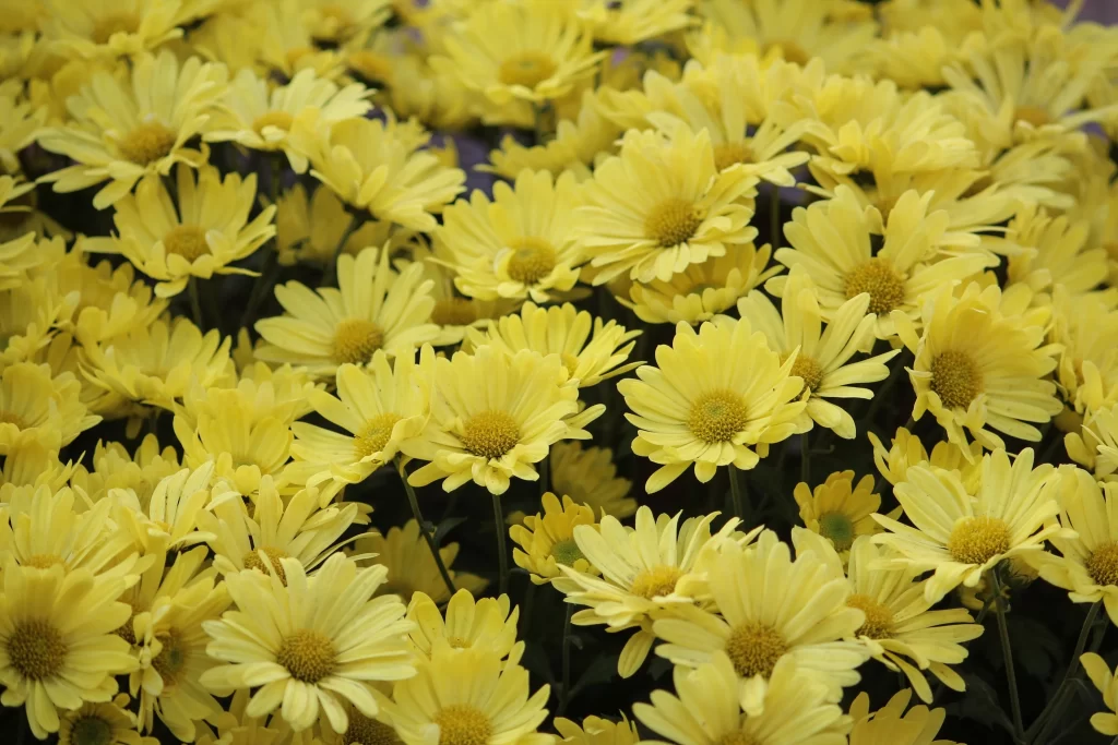 Yellow Chrysanthemum Petals Dense warm Blooms