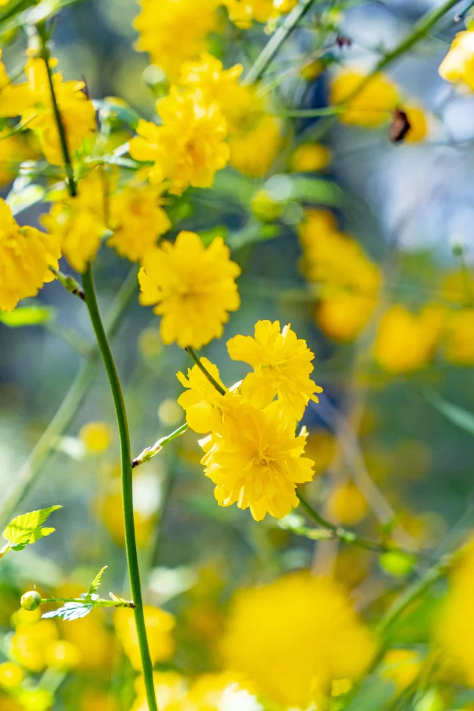 Yellow Chrysanthemum Petals Bright Sunlight Green Stems