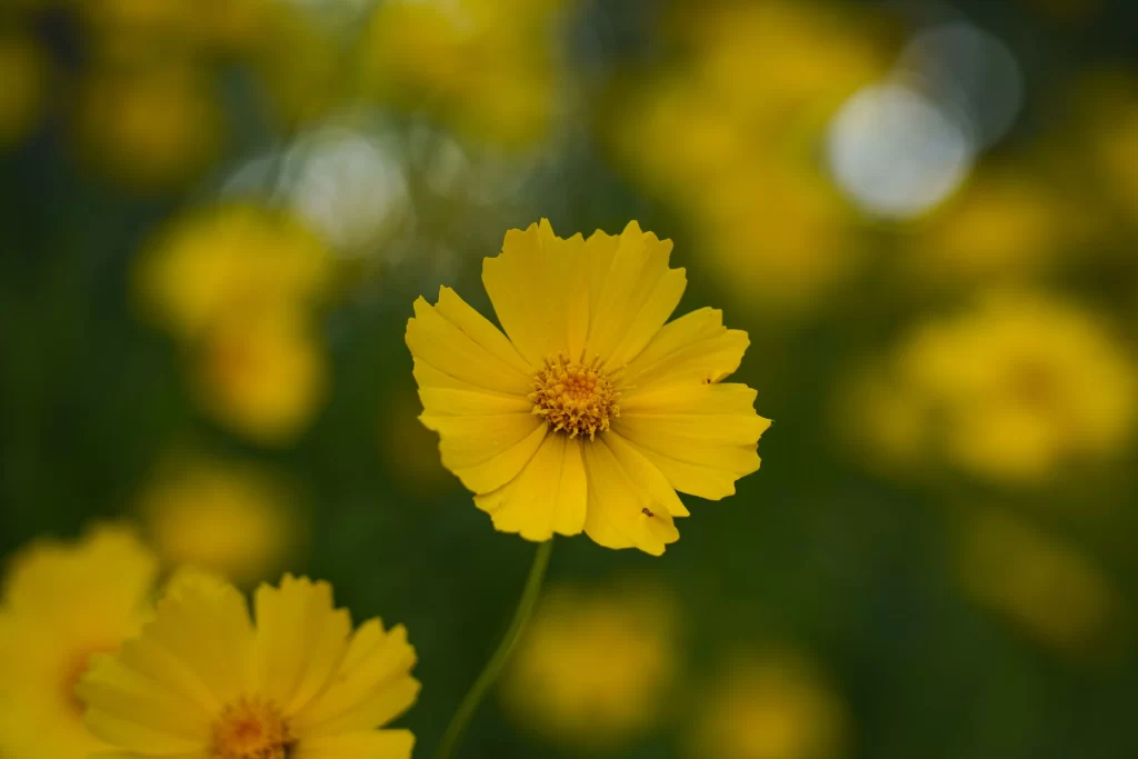 Yellow Chrysanthemum Petals Bright Green Background