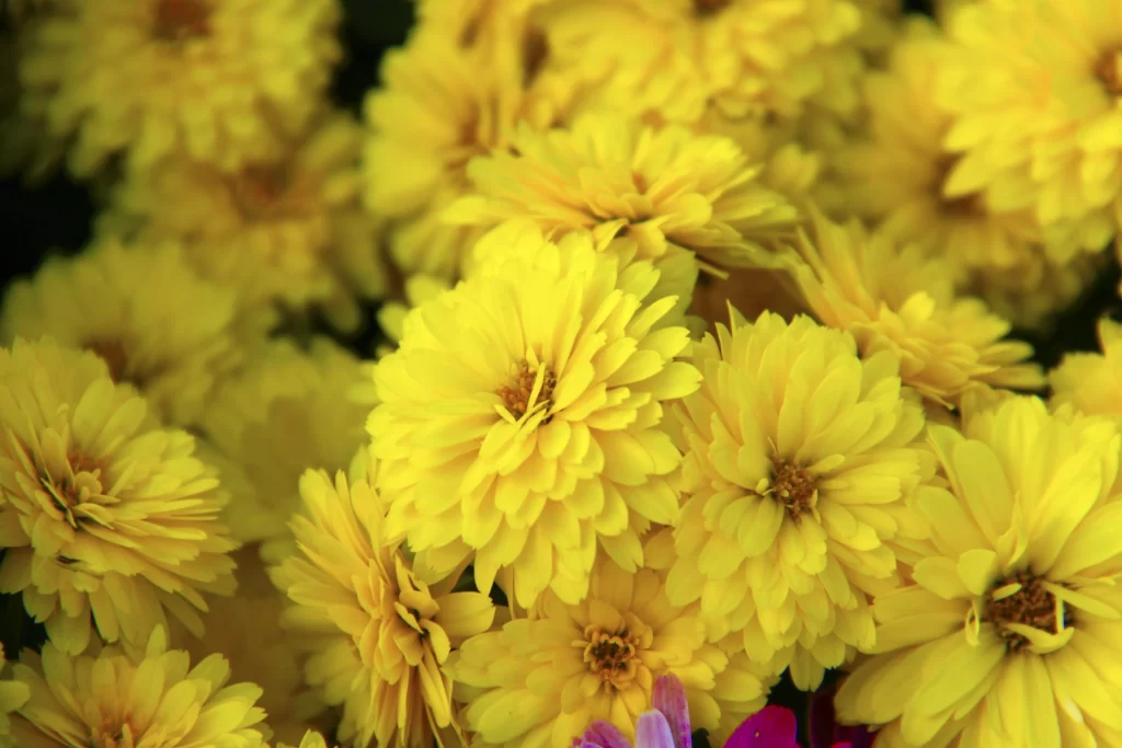 Yellow Chrysanthemum Petals Dense Cluster Bright