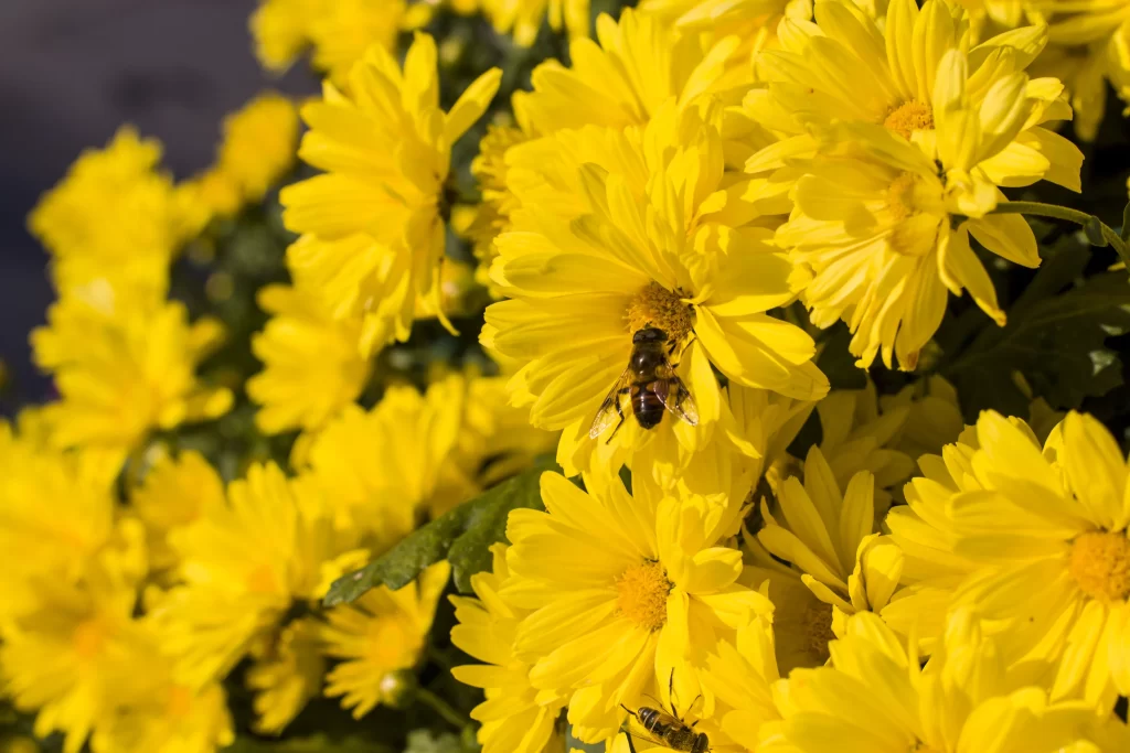 Yellow Chrysanthemum Petals warm Bee