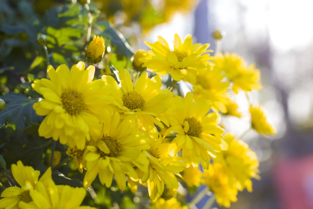 Yellow Chrysanthemum Petals Bright Sunlight Green warm Leaves