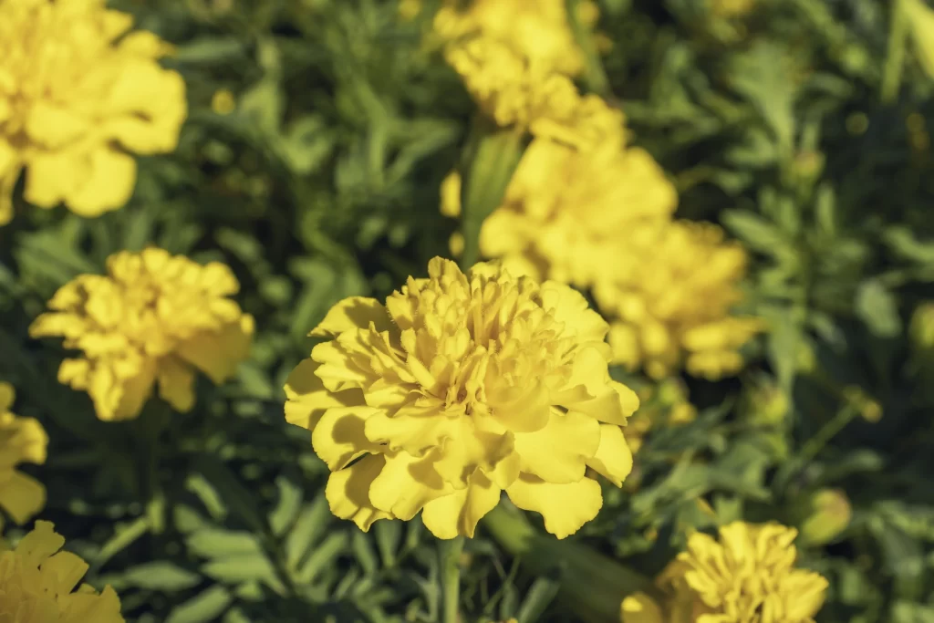 Yellow Chrysanthemum Petals Dense Green warm Leaves