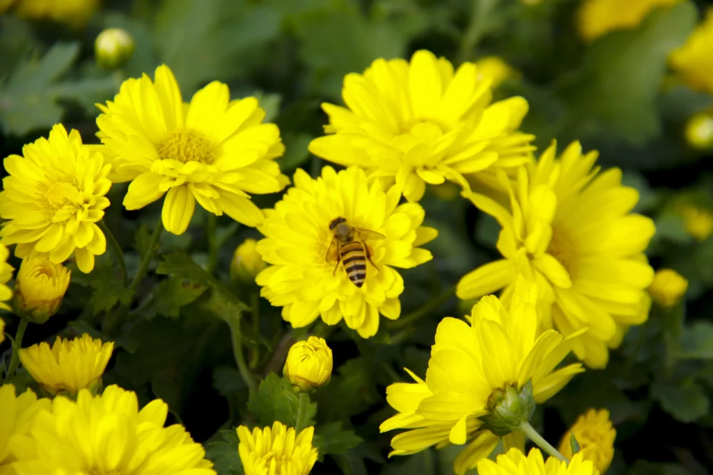 Yellow Chrysanthemum Petals warm Bee