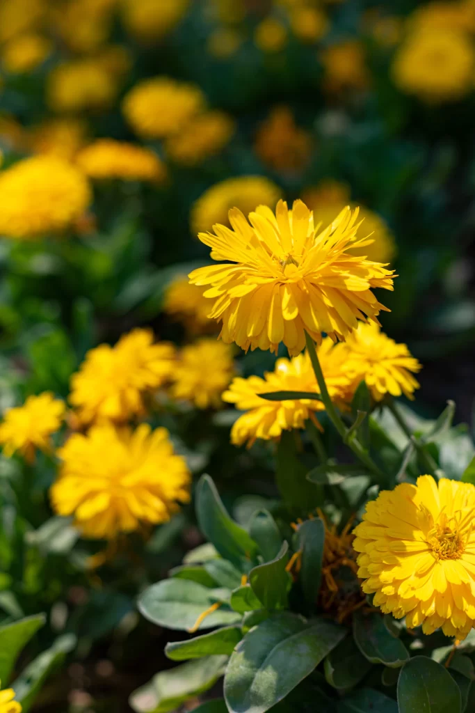 Yellow Chrysanthemum Petals Dense Bright Green