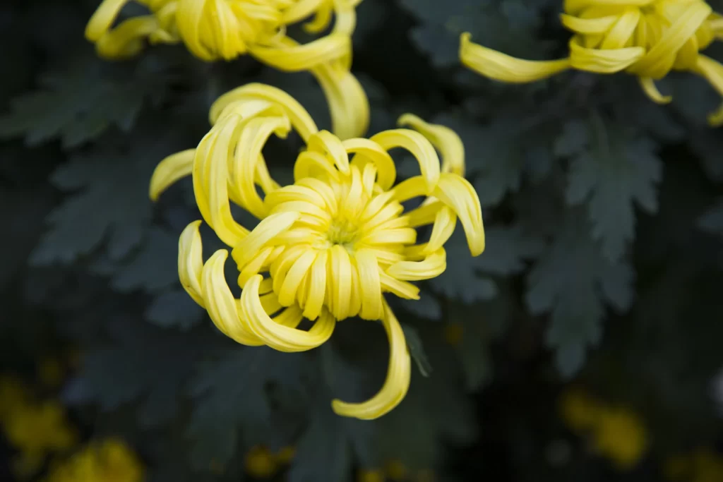 Yellow Chrysanthemum Petals Curved Dark Leaves