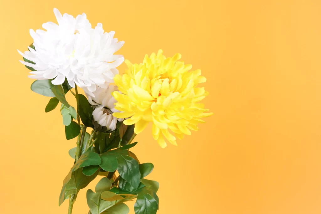 Yellow Chrysanthemum Petals Bright Green warm Leaves