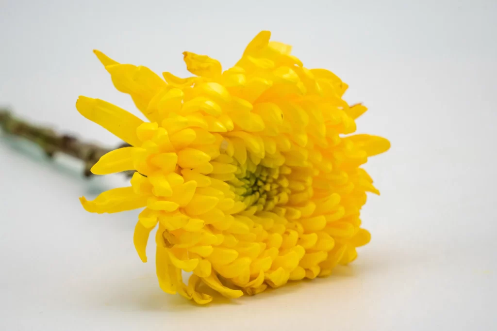 Yellow Chrysanthemum Petals Dense warm Rounded