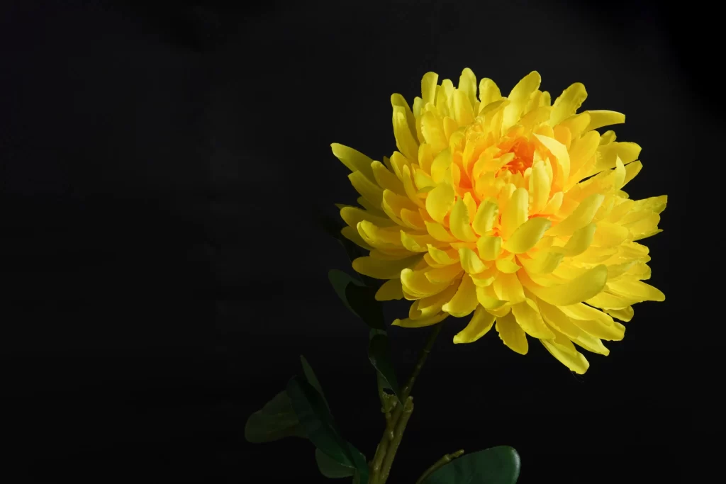 Yellow Chrysanthemum Petals Bright dark Blooming