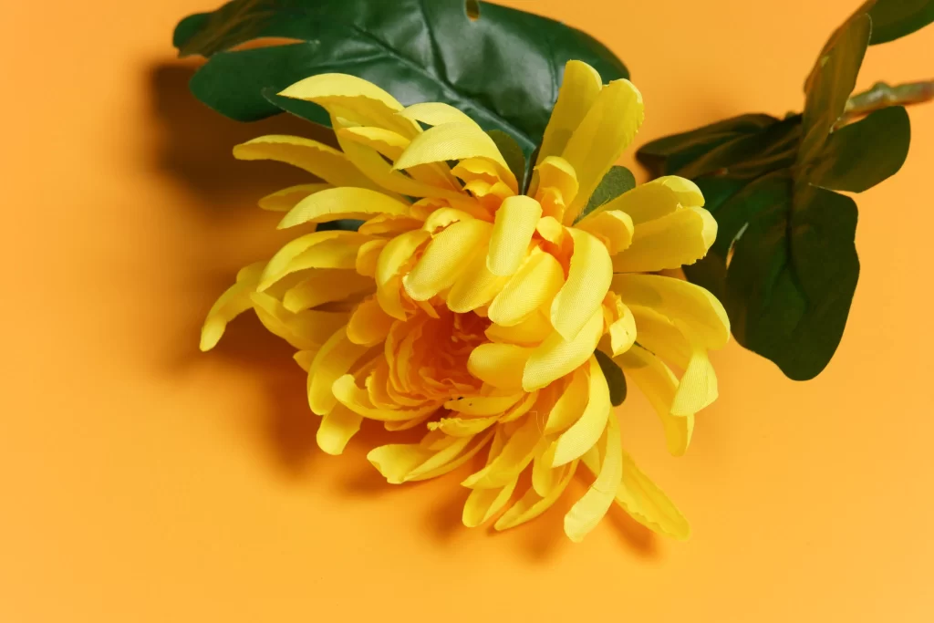 Yellow Chrysanthemum Petals Green warm Leaves