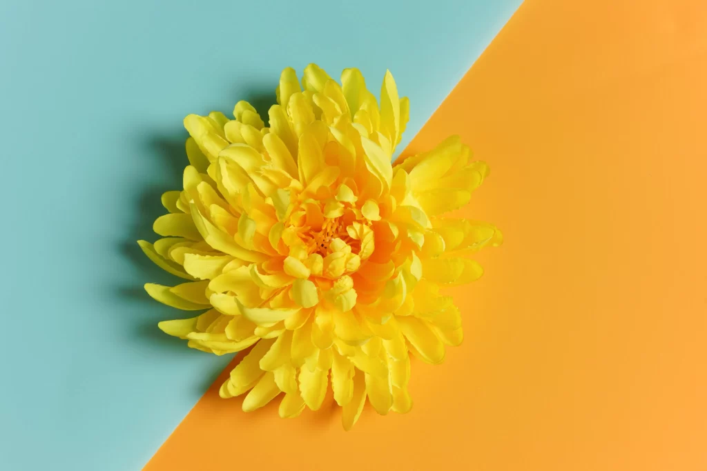 Yellow Chrysanthemum Petals Bright Blue Orange Background