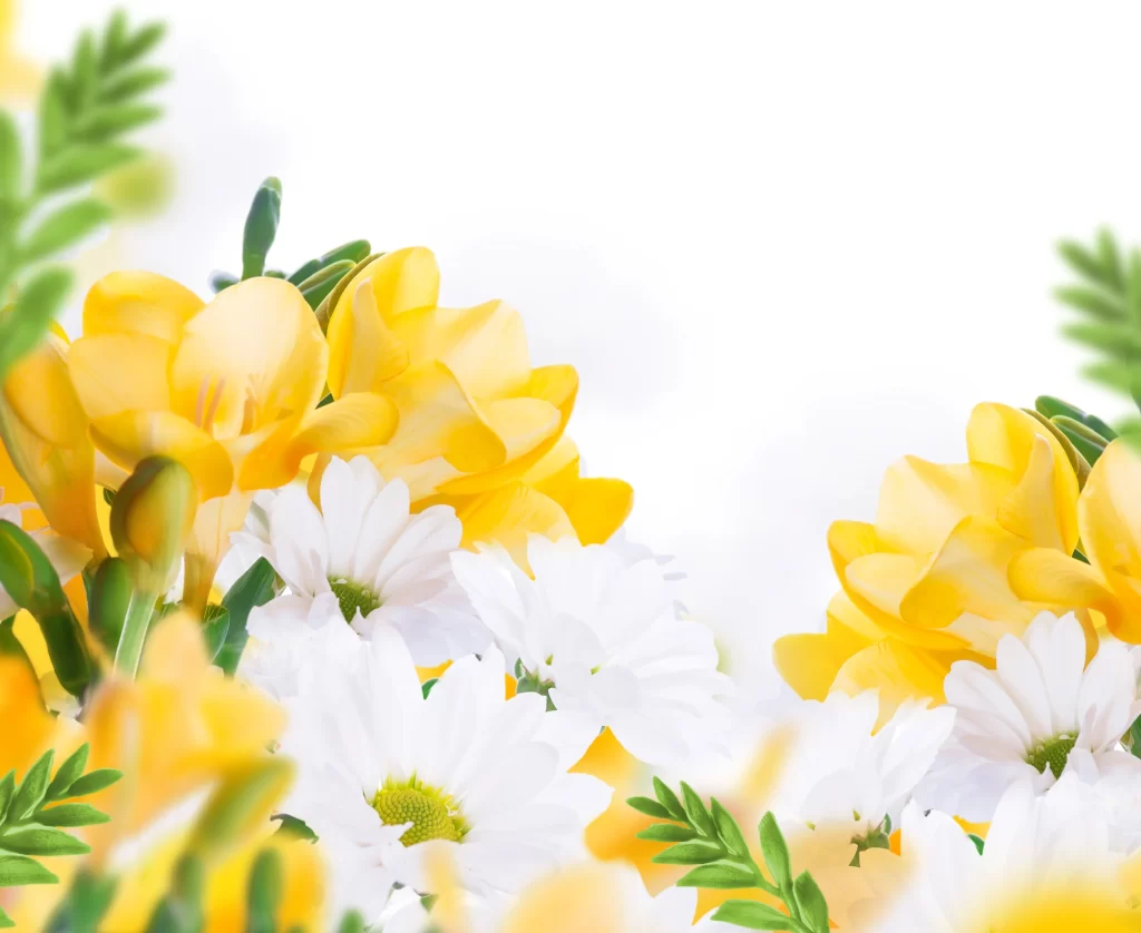 Yellow Chrysanthemum Petals White Daisies Green Leaves