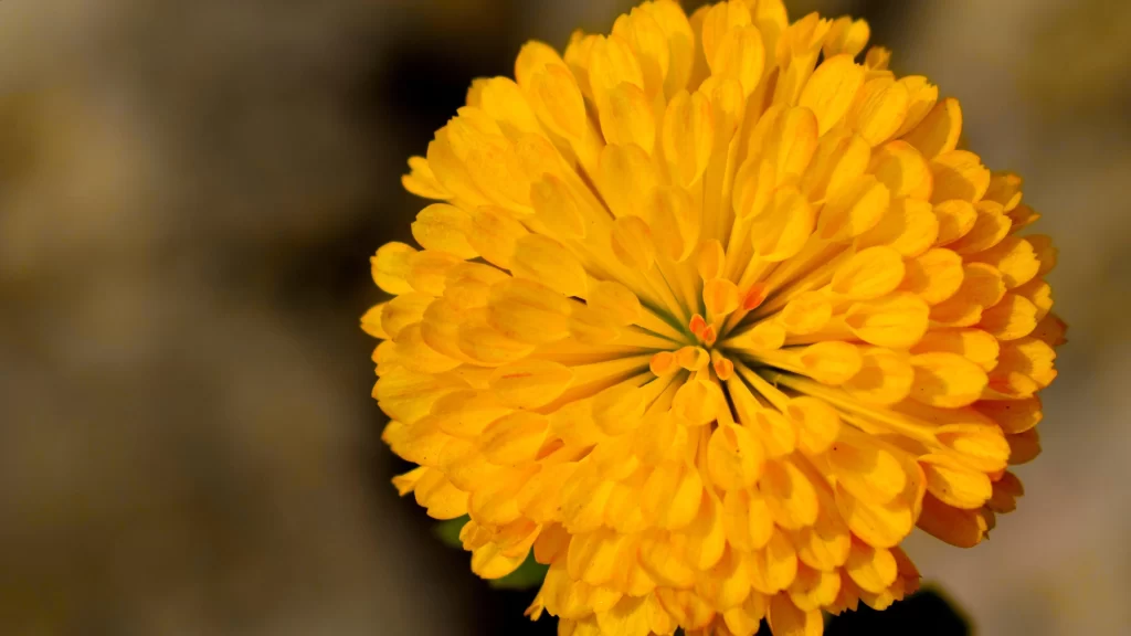 Yellow Chrysanthemum Petals Rounded Dense Bright