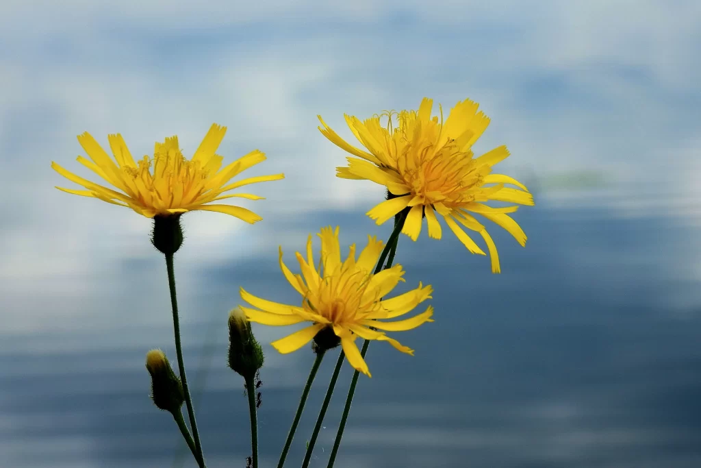 Yellow Chrysanthemum Petals Stems Blooming Nature