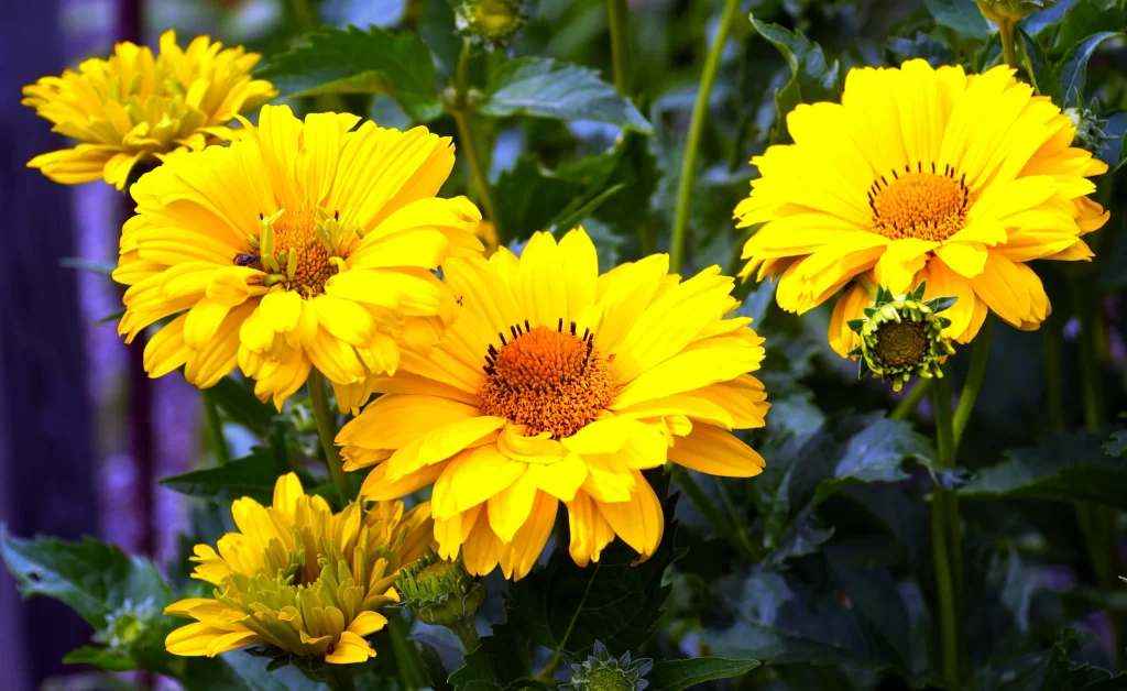 Yellow Chrysanthemum Petals Bright Blooms Green Leaves