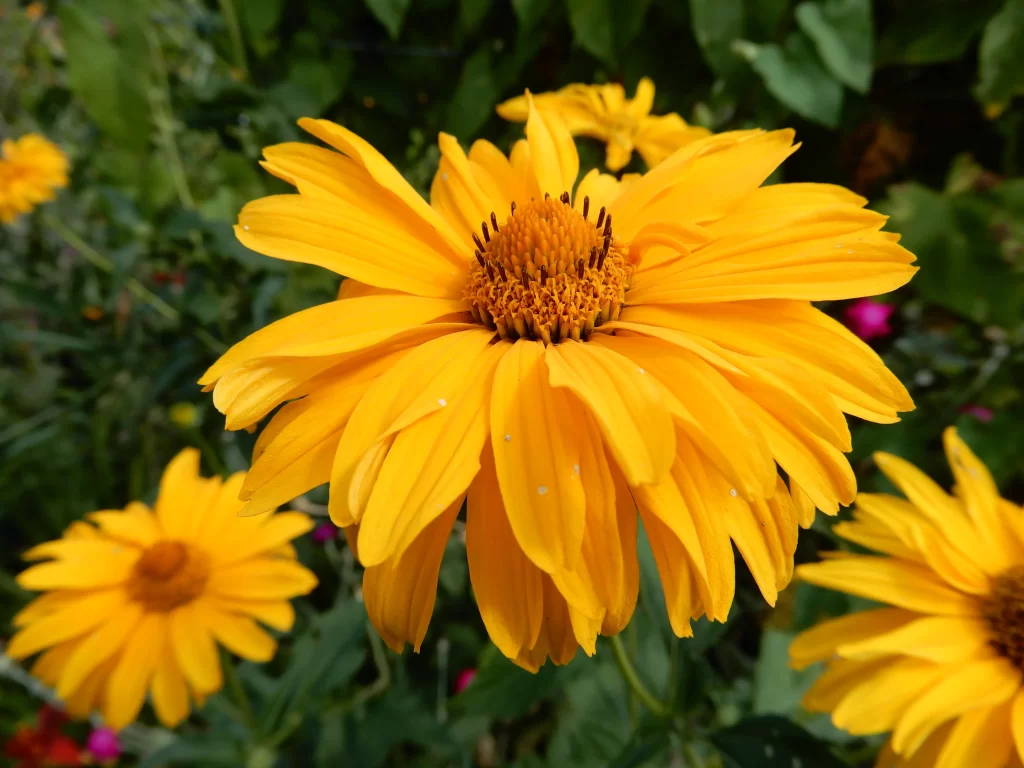 Yellow Chrysanthemum Petals Bright warm Blooming