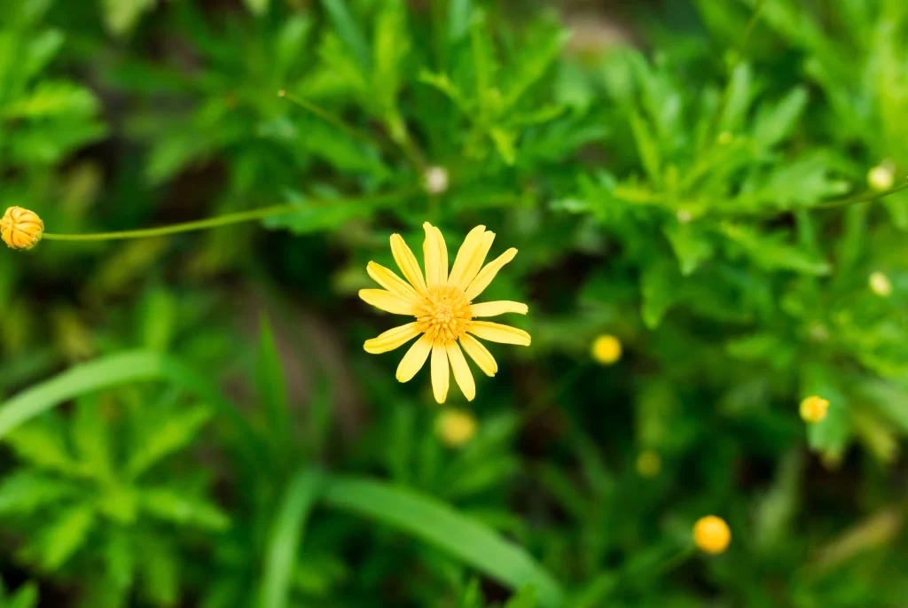 Yellow Chrysanthemum Petals Green warm Leaves
