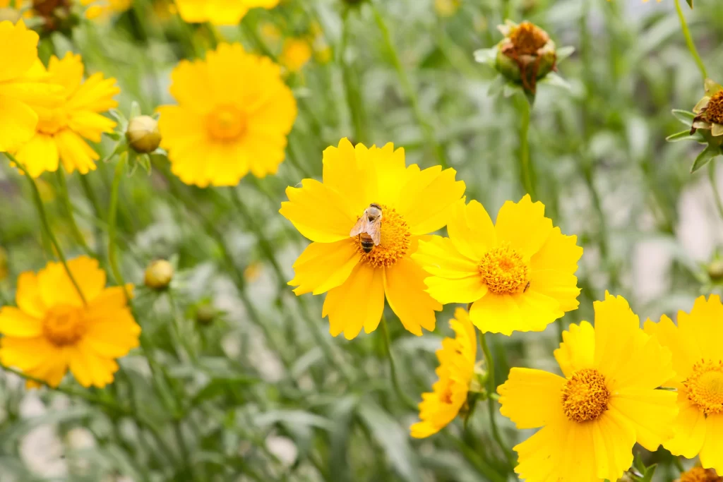 Yellow Chrysanthemum Petals Bee warm Green