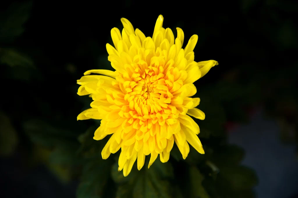 Yellow Chrysanthemum Petals Bright Center Dark Background