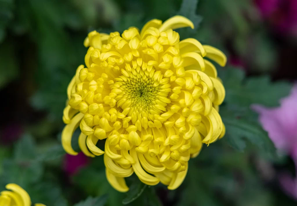Yellow Chrysanthemum Petals Curved Dense warm Center