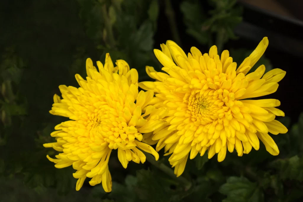 Yellow Chrysanthemum Petals Dense warm Rounded