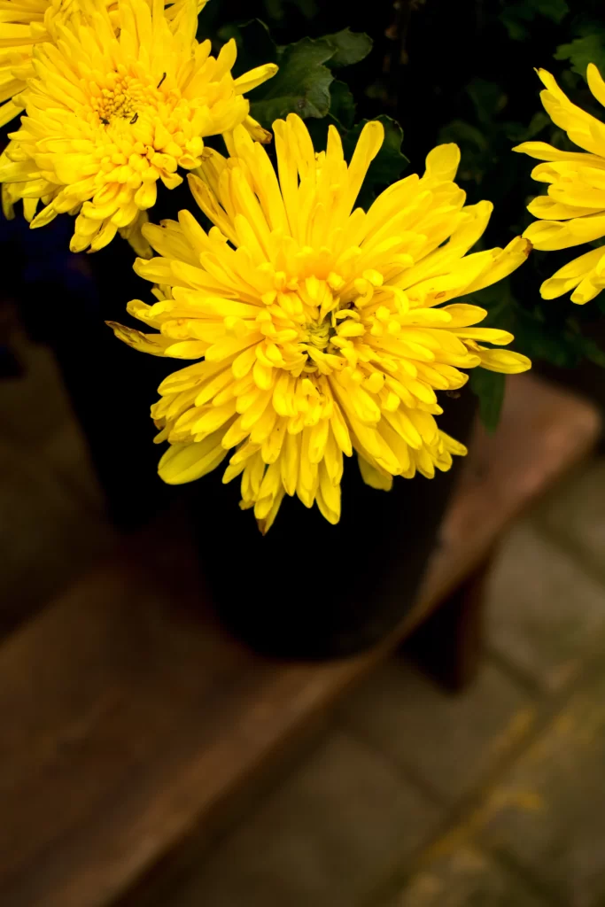 Yellow Chrysanthemum Petals Bright warm Blooms