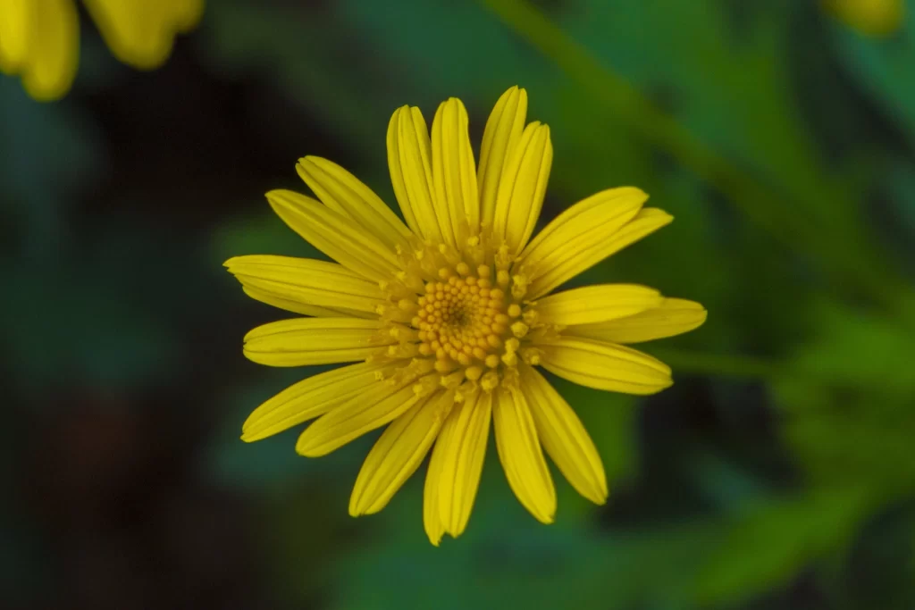Yellow Chrysanthemum Petals Dense Center Green Background