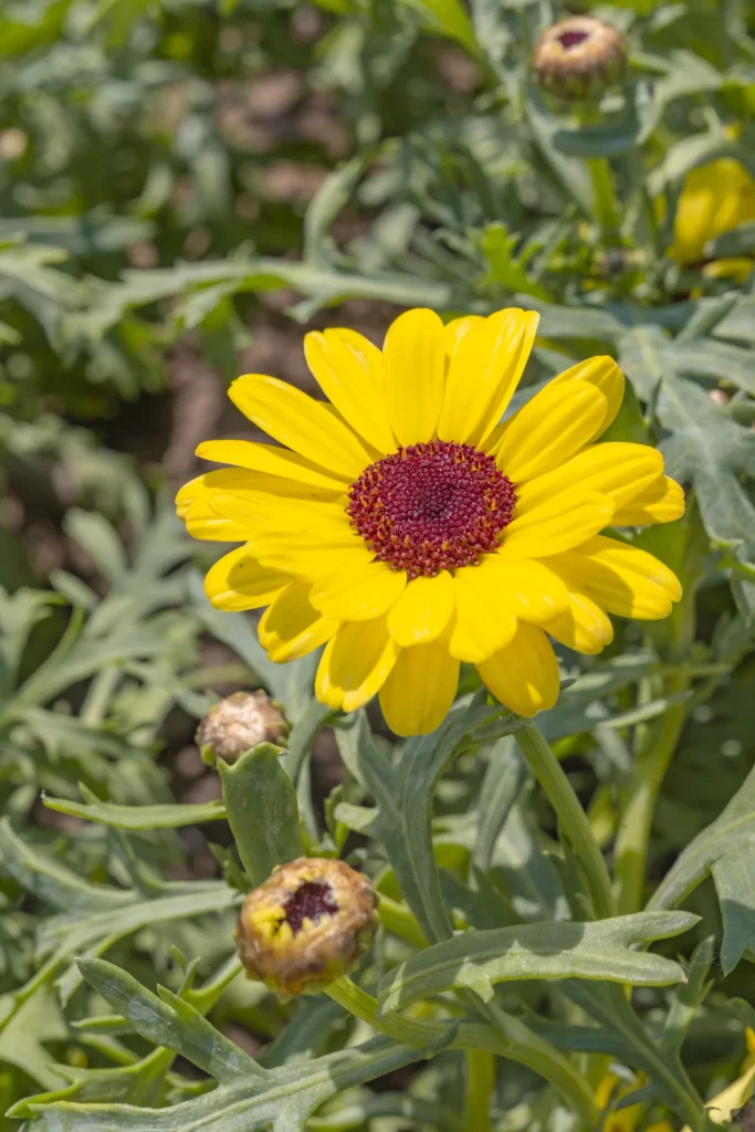 Yellow Chrysanthemum Petals Red Center Green Leaves