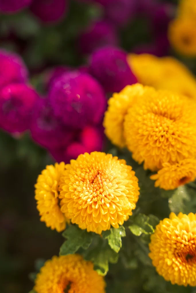Yellow Chrysanthemum Petals Dense Round Bright