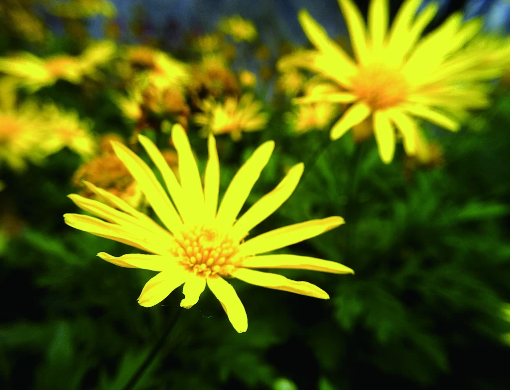 Yellow Chrysanthemum Petals Bright warm Green